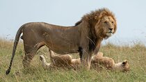 6-Day Ngorongoro & Serengeti Private Guided Safari