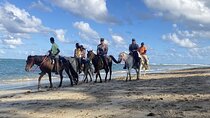 Horseback Ride Through Puerto Plata