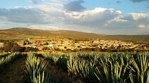Private transfer San Miguel de Allende to Tequila with 2 hours for sightseeing