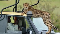 4Days Masai Mara and Lake Nakuru 4X4 Jeep Camping Safari
