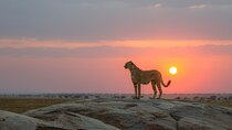 6 Days Tanzania Budget Safari with Serengeti