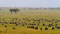 5 Days Budget Safari in Tanzania