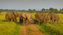 4 Days Safari in Tanzania