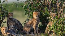 3 Days Group Safari Serengeti & Ngorongoro 