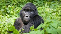 3-Day Private Gorilla Tour in Bwindi Impenetrable National Park