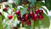New South Wales Cherry Picking Tour