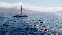 Whale Watching Catamaran in Costa Adeje (Including drinks & Sandwich)
