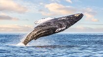 Kohola Whale Watching Excursion