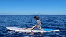 Private Paddleboard (SUP) Whale Watch: All Skill Levels Welcome
