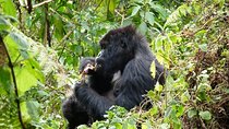 13-Day Wildlife and Gorilla Trekking Safari