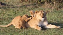 2 Days Masai Mara Private Safari From Nairobi