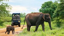 Day Excursion at Udawalawe National Park From Galle