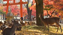 Private Nara Tour with Government Licensed Guide & Vehicle (Kyoto Departure)
