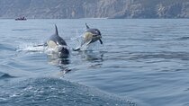 Dolphin Watching at the Arrabida (Lisbon region)