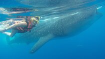 Full-Day Whale Shark Tour Puerto Morelos with Pickup and Lunch