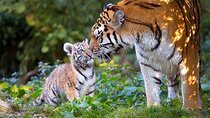 From Delhi: Golden Triangle with Tiger Safari Private Tour