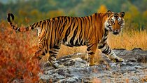 Private 5-Day Tiger Safari and Golden Triangle Tour from Delhi