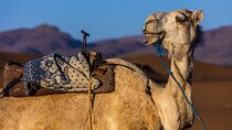 Sunset Camel Trek & BBQ Experience from Agadir