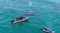 1 Day Whale Watching at Yzerfontein