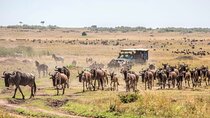 6-Day Private Landcruiser Safari to Masai Mara, Nakuru & Amboseli