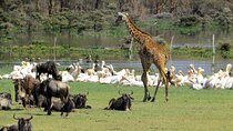 5-Day Masai Mara Lake Nakuru and Naivasha Small-group Safari Tour