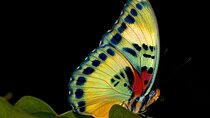 14 Day Ghana Butterfly Tour