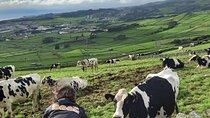 From Angra: Terceira Island Half-Day Tour