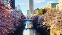 Licensed Guide Tokyo Meguro Cherry Blossom Walking Tour