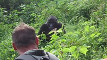 9 day Gorilla Trekking, Chimpanzee & Wilderness Safari (mid-range)