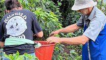 2-Hour Cabanisi Coffee Farm Activity