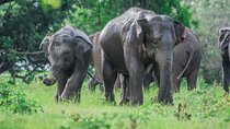 Day Excursions to Minneriya National Park Safari From Negombo