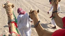 Camel trekking on the Dunes with Sunset