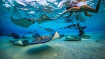 2-stop Adventure: Stingray City and snorkeling at Cayman Reefs