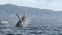 Whale Watching Guaranteed Experience in Puerto Vallarta