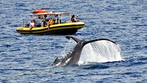 Whale Watching Maui: 2-Hour Small Group Raft Tour from Lahaina