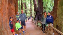 Muir Woods and California Wine Country 8 Hour Private Tour