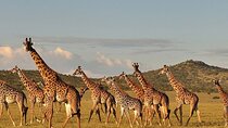 4-Day From Zanzibar Manyara, Serengeti & Ngorongoro Best Luxury Safari