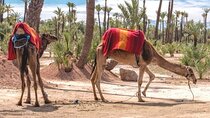 Marrakech Palm Groves Camel Ride