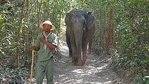 Walk with the Elephants by Cambodiajeep