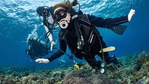 Beginner Discovery Scuba Diving in Anilao 2.5 hours away from Manila**