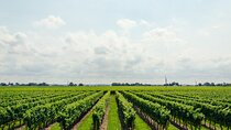 Private Full Day Tour to Vineyard (Rhine Valley) from Frankfurt