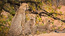 4 Day Private Kruger National Park Safari and Panorama Route Tour