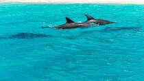 Dolphin Tour & Snorkeling at Mnemba Island