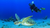 Scuba Referral Dives & Beach Club with Transportation In Riviera Maya