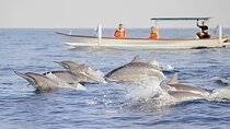 Watching Dolphin Tour at Lovina Beach 