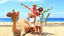 Camel Ride Experience in Los Cabos with Pick up and Lunch