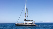 Adults Only Tenerife Freebird Whale Dolphin Catamaran with Lunch
