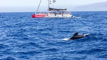 Exclusive Freebird Catamaran Whale and Dolphin Cruise to Caleta