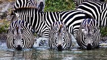 4 Days Private Tarangire, Serengeti and Ngorongoro Crater Tour 