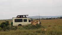 5-Day Private Tour in Kenya's Best Game Parks